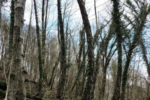  Bäume mit Säbelwuchs (links) und ursprünglich geplanter Portalbereich (rechts)  