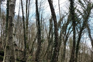  Trees with bowed trunks (left) and the portal zone as originally planned (right)  